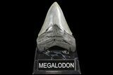 Fossil Megalodon Tooth - South Carolina #93513-1